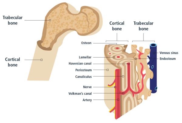 bone-biology-international-osteoporosis-foundation